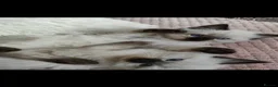 Ragdoll cats for sale: Ragdoll kittens  - Advert 5