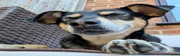 Mixed Breed dogs for adoption: INDY - FOR ADOPTION - ROMSEY  in Romsey - Advert 8