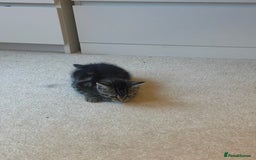 Mixed Breed cats for sale: 5 Kitties  - Image 6