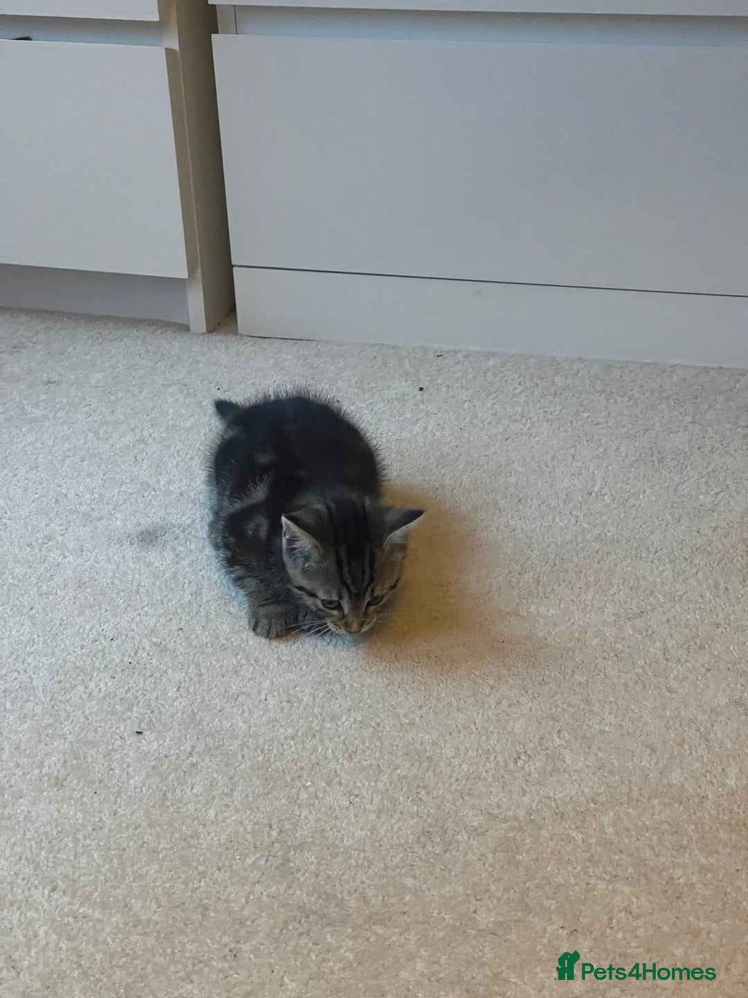 Mixed Breed cats for sale: 5 Kitties  - Image 6
