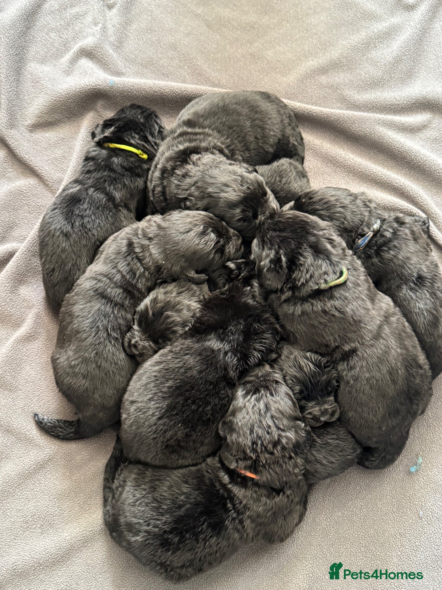 Newfoundland dogs Newfoundland puppies  - Advert 8