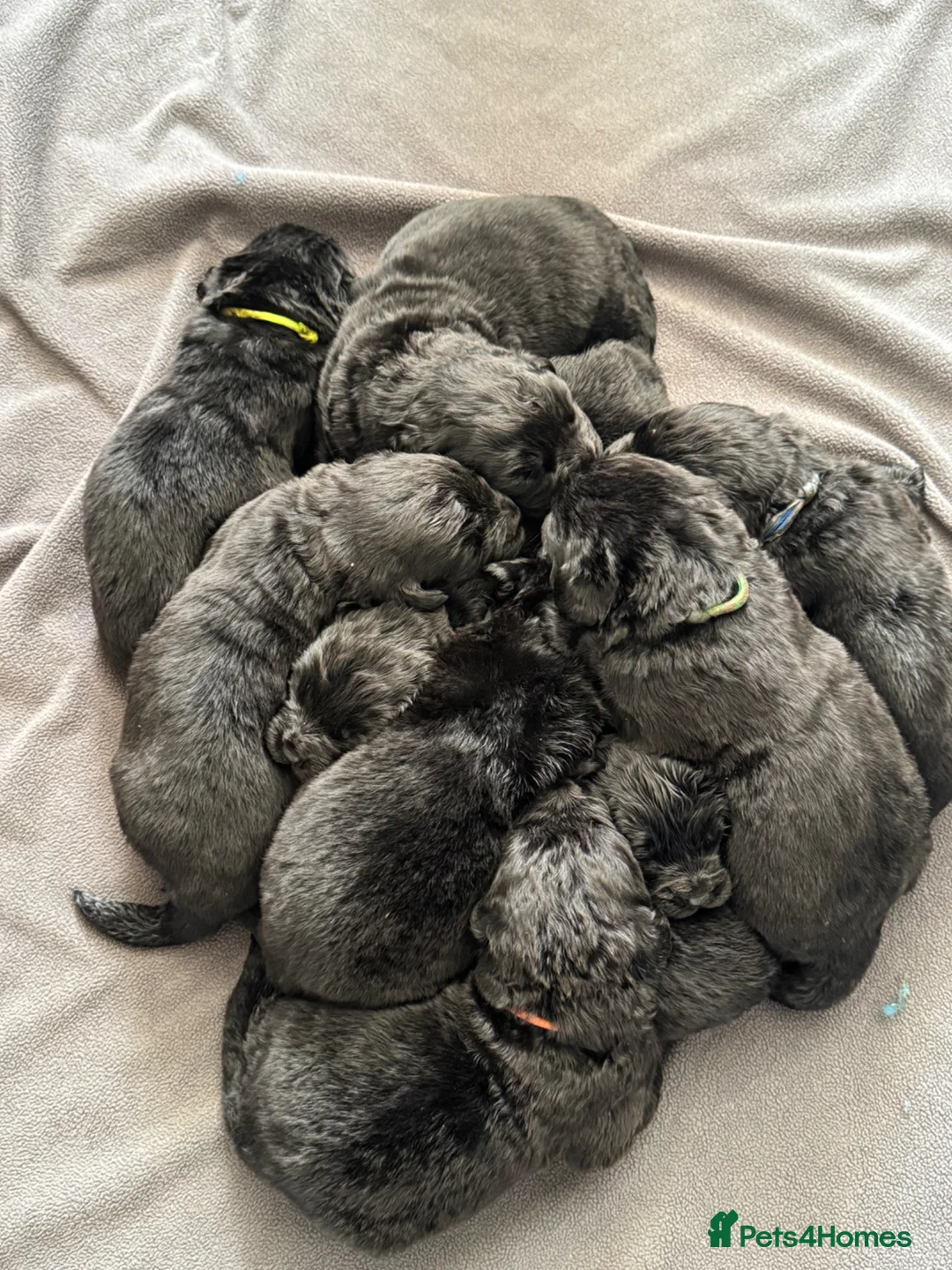 Newfoundland dogs for sale: Newfoundland puppies  - Advert 1