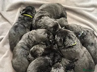 Newfoundland dogs Newfoundland puppies - Advert 8