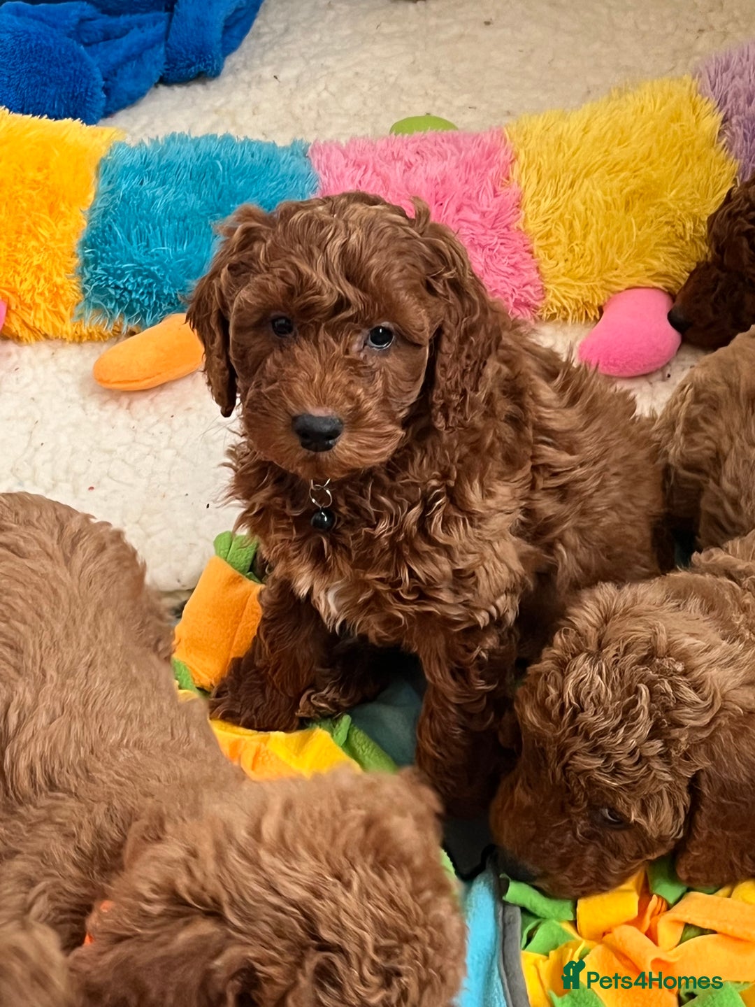 Goldendoodle dogs for sale: multigenerational Australian Golden doubledoodles - Advert 9