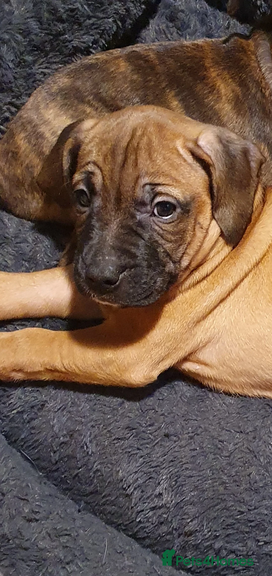 Mixed Breed dogs for sale: 2 adorable puppies - Advert 7