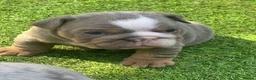 English Bulldog dogs for sale: BRITISH BULLDOG PUPPIES - Advert 16
