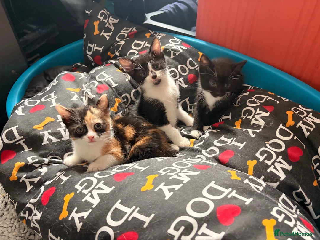 British Shorthair cats for sale: Beautiful kittens 8 weeks old  - Advert 2