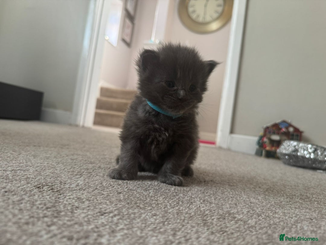 Ragcoon cats for sale: BEAUTIFUL RAGCOONS - Advert 12