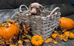 Miniature Dachshund dogs for sale: TRUE MINIATURE DASCHUND BABIES only 5 - Image 21