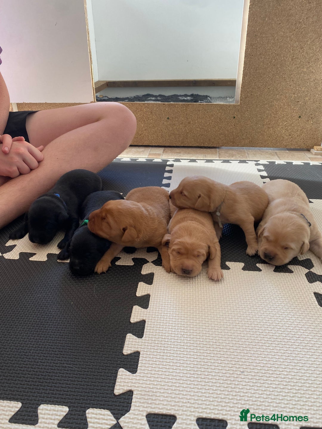 Labrador Retriever dogs for sale: Labrador Pups - Image 5