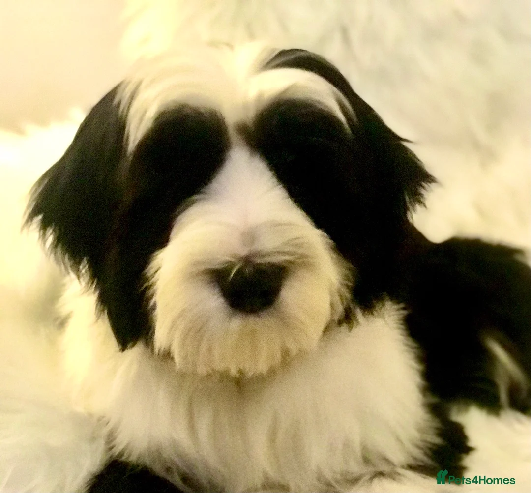 Tibetan Terrier dogs for stud: Araki Fabulous Fergus Extensive Health Tests  - Advert 3