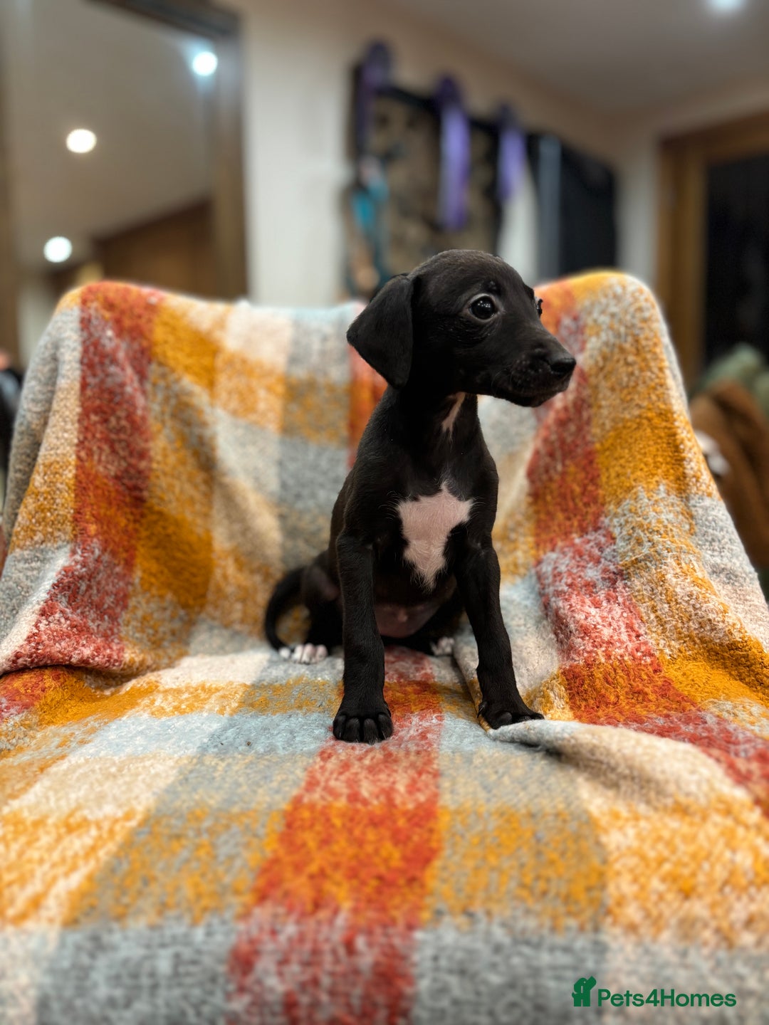 Mixed Breed dogs for sale: Bedlington whippet lurcher pups for sale  - Advert 4