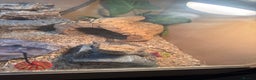 Bearded Dragon reptiles for sale: Male bearded dragon  - Advert 2