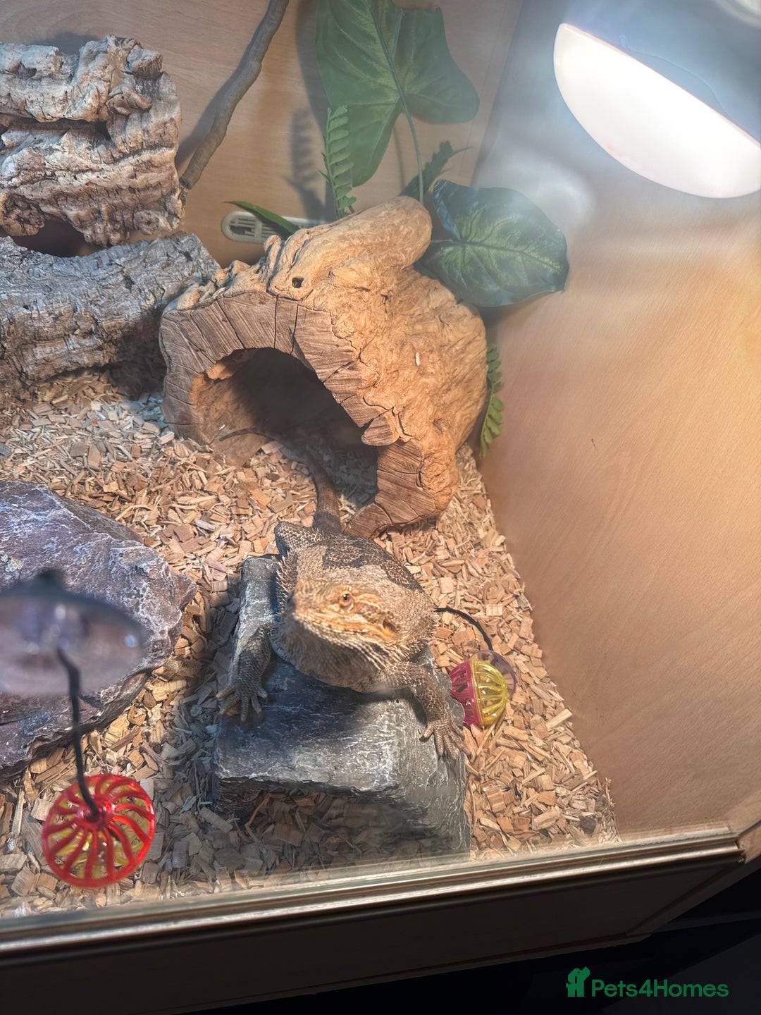 Bearded Dragon reptiles for sale: Male bearded dragon  - Advert 2