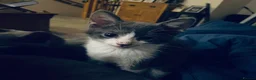 Domestic Shorthair cats for sale: Beautiful kittens  - Advert 5