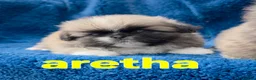 Pekingese dogs for sale: KC Registered Pekingese Puppies top quality  - Advert 37