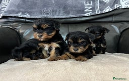Yorkshire Terrier dogs for sale: Beautiful Yorkshire terrier puppies - Image 6