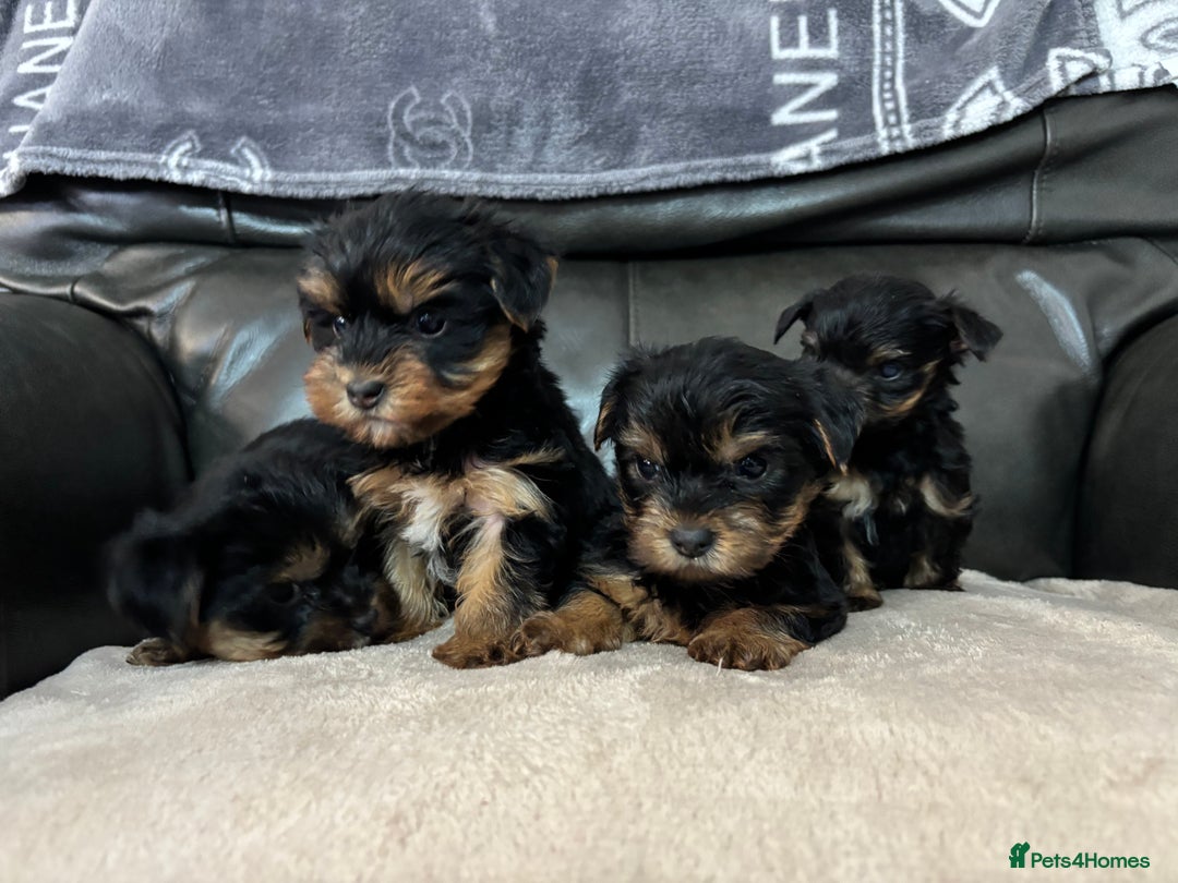Yorkshire Terrier dogs for sale: Beautiful Yorkshire terrier puppies - Image 6