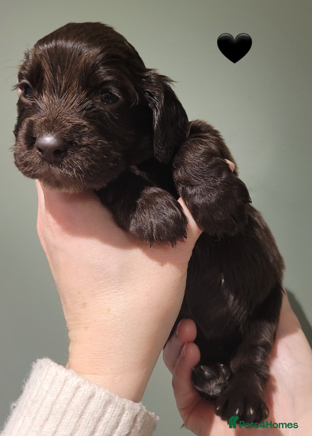 Cocker Spaniel dogs for sale: Litter of 7 - Image 10