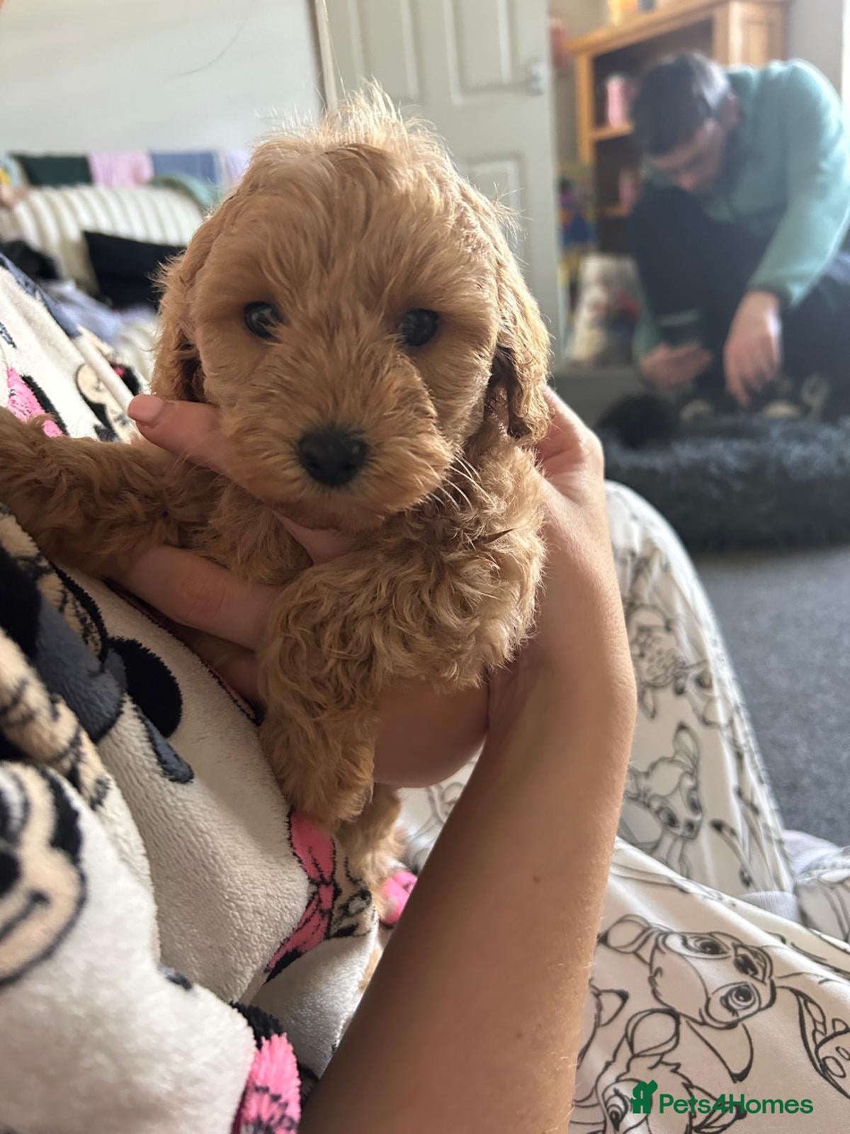 Cavapoo dogs F1b cavapoos  - Advert 3