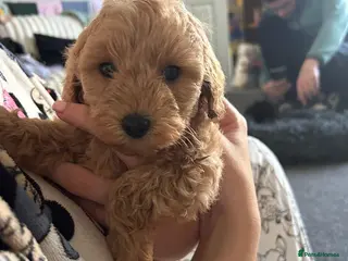 Cavapoo dogs F1b cavapoos - Advert 3