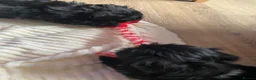 Shih Tzu dogs for sale: 4 Beautiful Shih-Tzu  - Advert 14