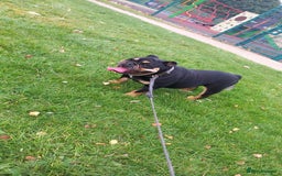 English Bulldog dogs for sale: English Bulldog Puppies - Image 3