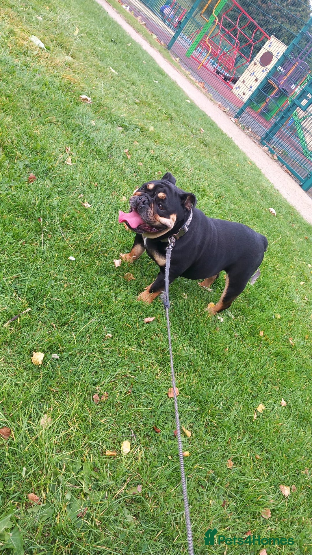 English Bulldog dogs for sale: English Bulldog Puppies - Image 3