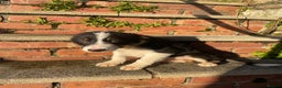 Border Collie dogs for sale: 3 Beautiful Sheepdog Puppies - Advert 20