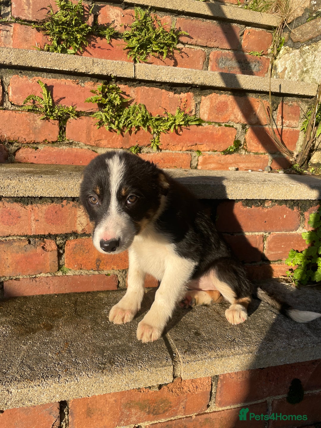 Border Collie dogs for sale: 3 Beautiful Sheepdog Puppies - Advert 20