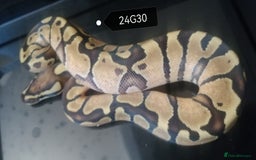 Python Snake reptiles for sale: Royal Python babies - Image 4