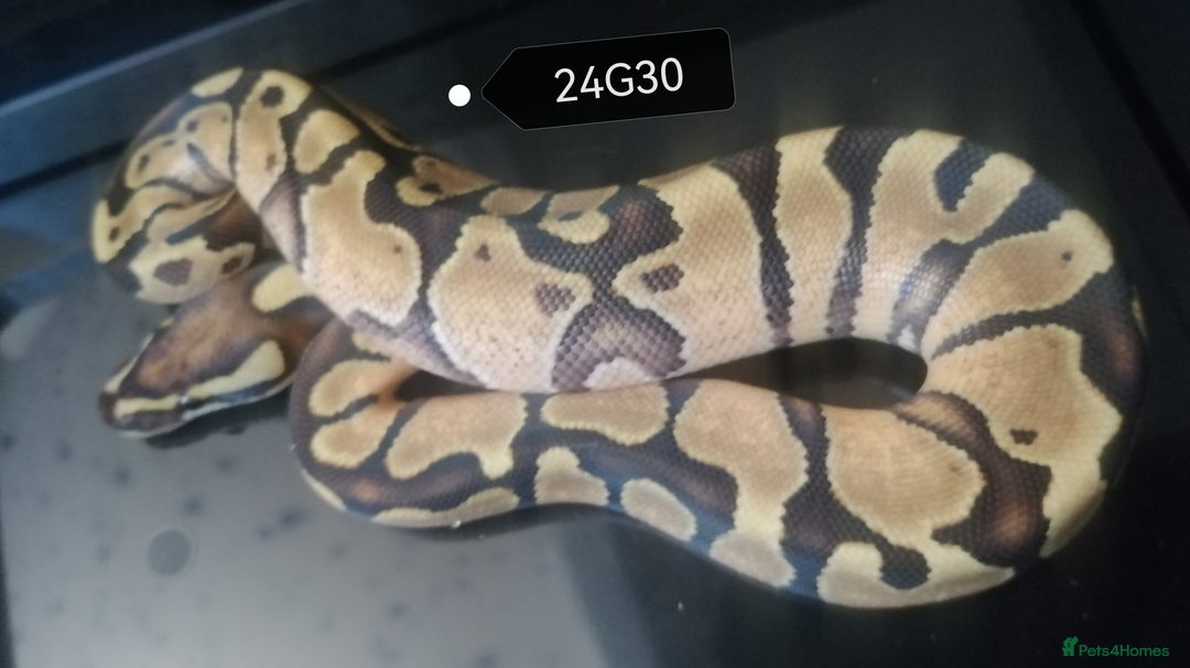 Python Snake reptiles for sale: Royal Python babies - Image 4