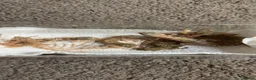 Gecko reptiles for sale: Dune geckos  - Advert 2