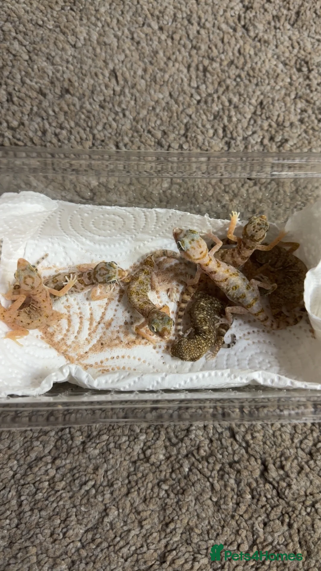 Gecko reptiles for sale: Dune geckos  - Advert 2