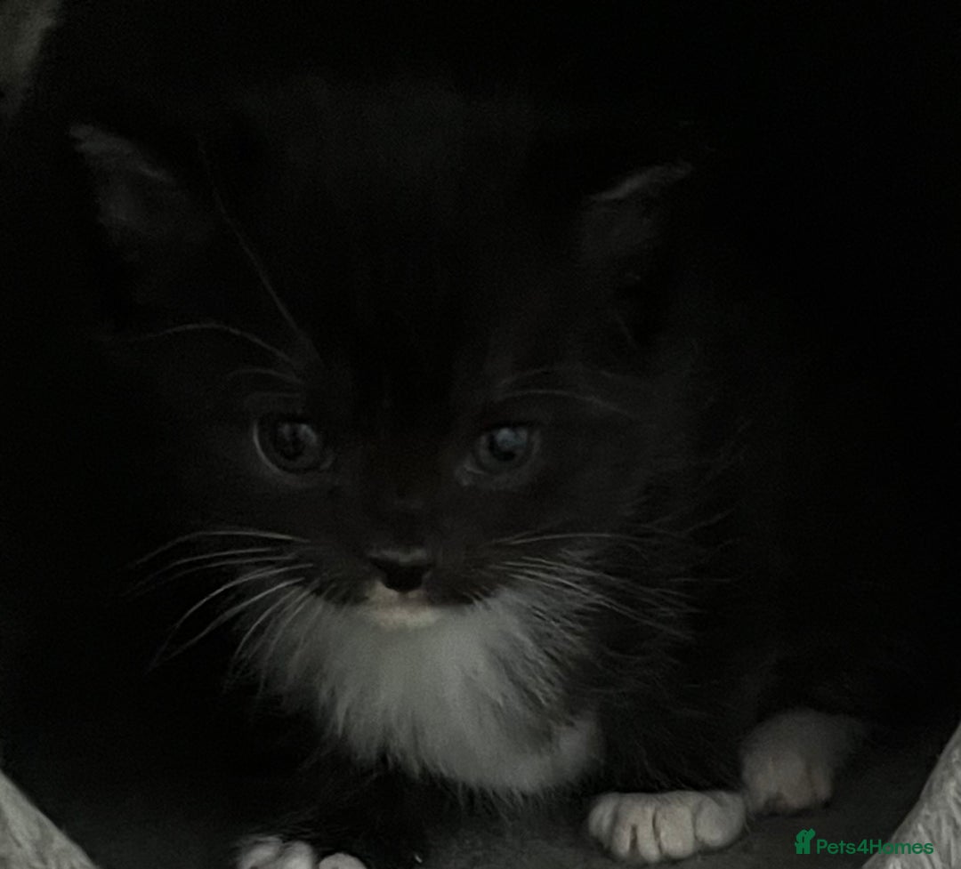 Mixed Breed cats for sale: CLEMENTINE’S CUTIES - (MUM with BENGAL)   - Advert 28