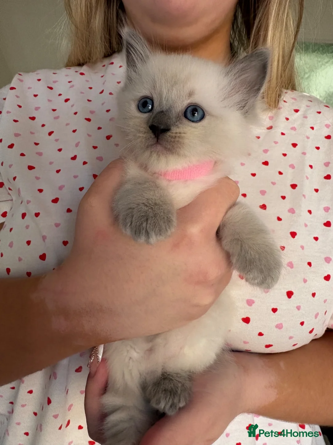 Ragdoll cats for sale: Bluepoint ragdolls for sale  in Liverpool - Advert 2