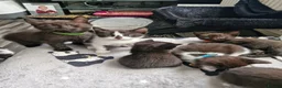 Mixed Breed cats for sale: 5 black/ black and white kittens - Advert 4