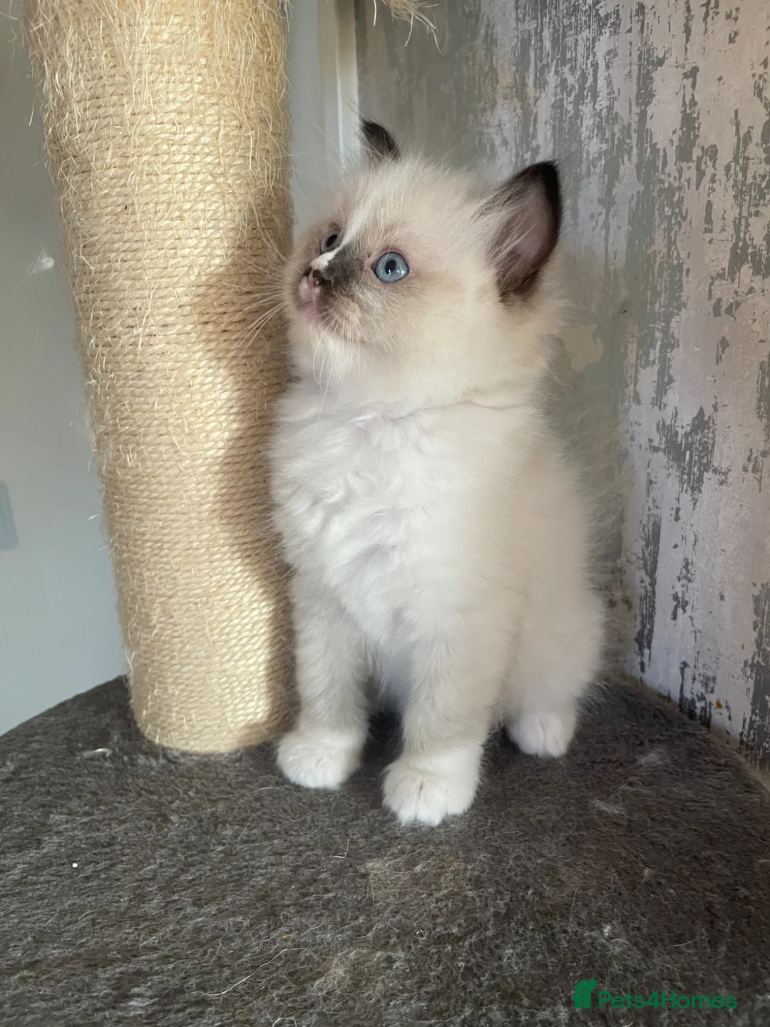 Ragdoll cats for sale: Championship Ragdoll BOY - Advert 1