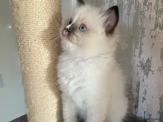 Ragdoll cats Championship Ragdoll BOY - Advert 22