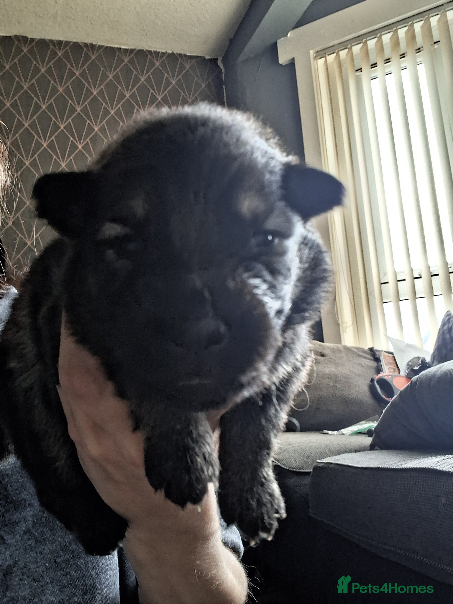 German Shepherd Puppy 7