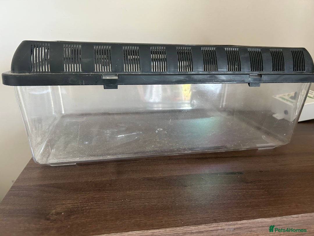 Leopard Gecko reptiles for sale: Leopard gecko and kit   - Image 5