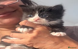 Ragdoll cats for sale: Ragdoll and Russian blue mix - Image 9