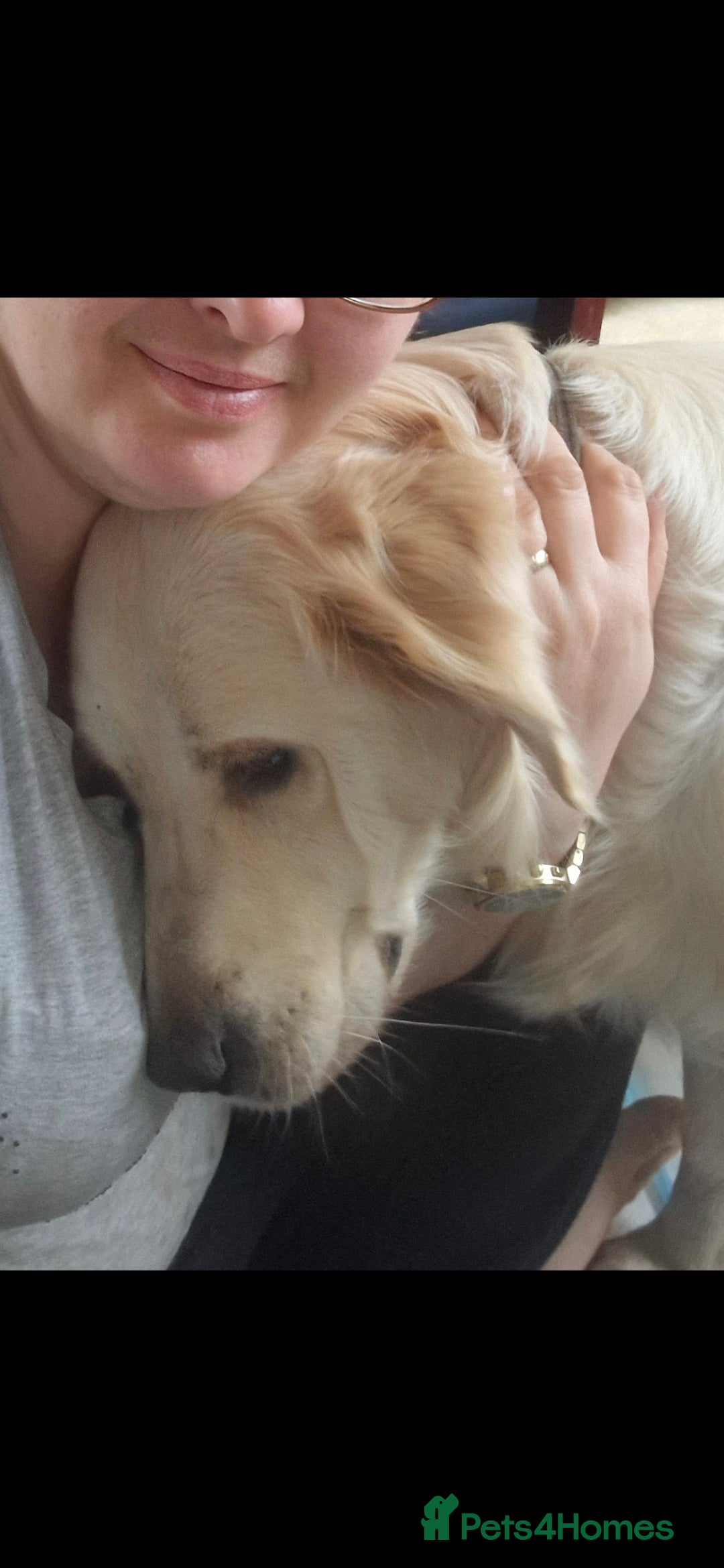 Golden Retriever dogs for sale: Kc Golden Retriever  - Advert 2