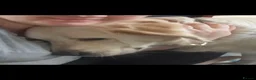 Golden Retriever dogs for sale: Kc Golden Retriever  - Advert 2