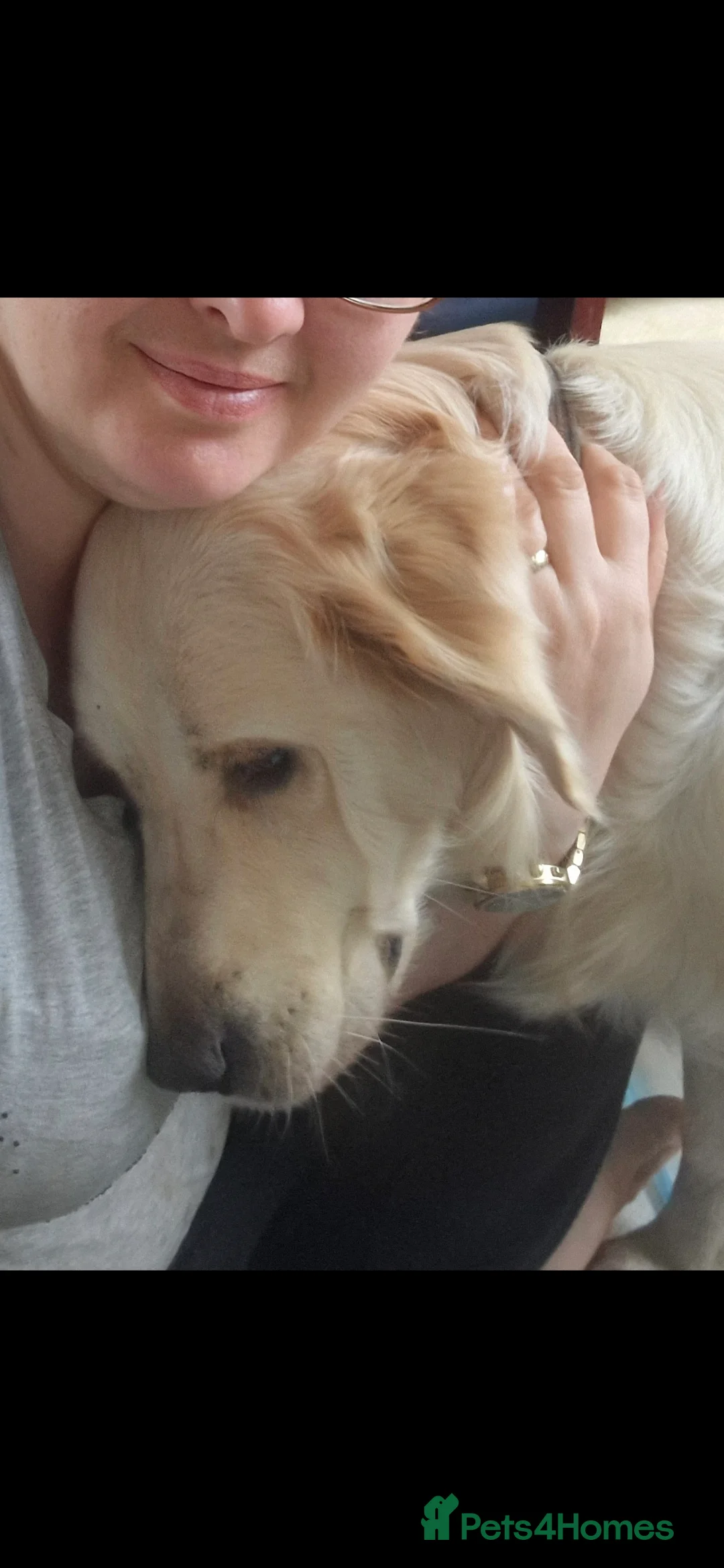 Golden Retriever dogs for sale: Kc Golden Retriever  - Advert 2