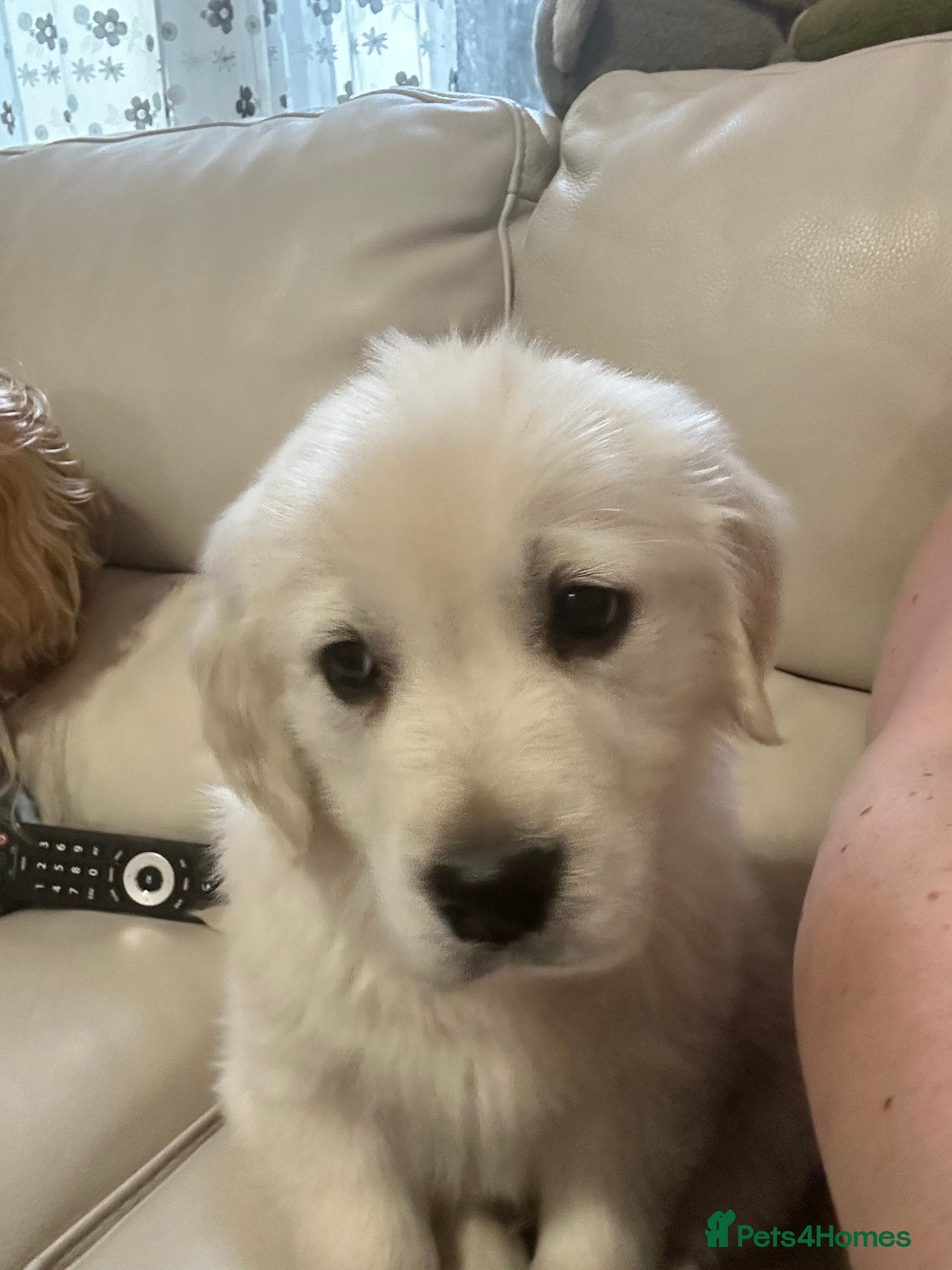 Golden Retriever dogs Looking for furever home - Advert 1