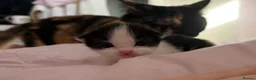 Mixed Breed cats for sale: fluffy kittens for sale!💗💗 - Advert 8