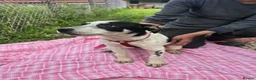 Mixed Breed dogs for adoption: MAKI  - Advert 6