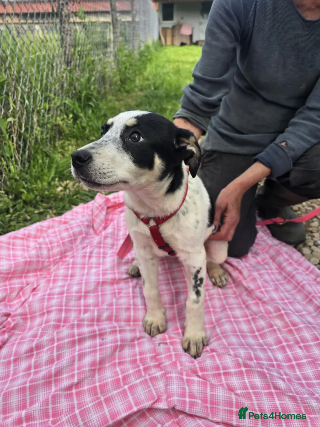 Mixed Breed dogs for adoption: MAKI  - Advert 6