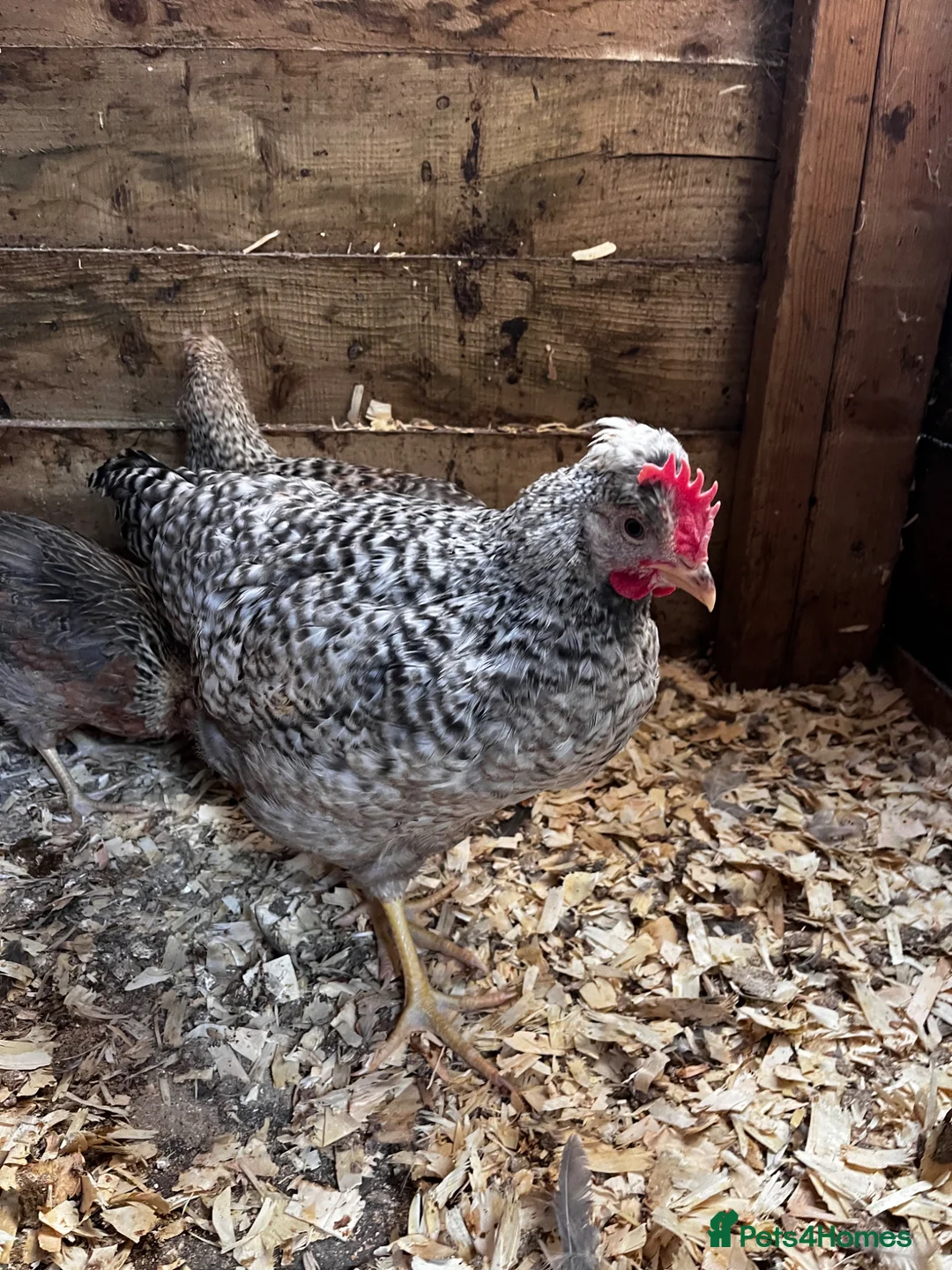 Chickens poultry for sale: 2 x free Cream legbar Cockerels  - Advert 1